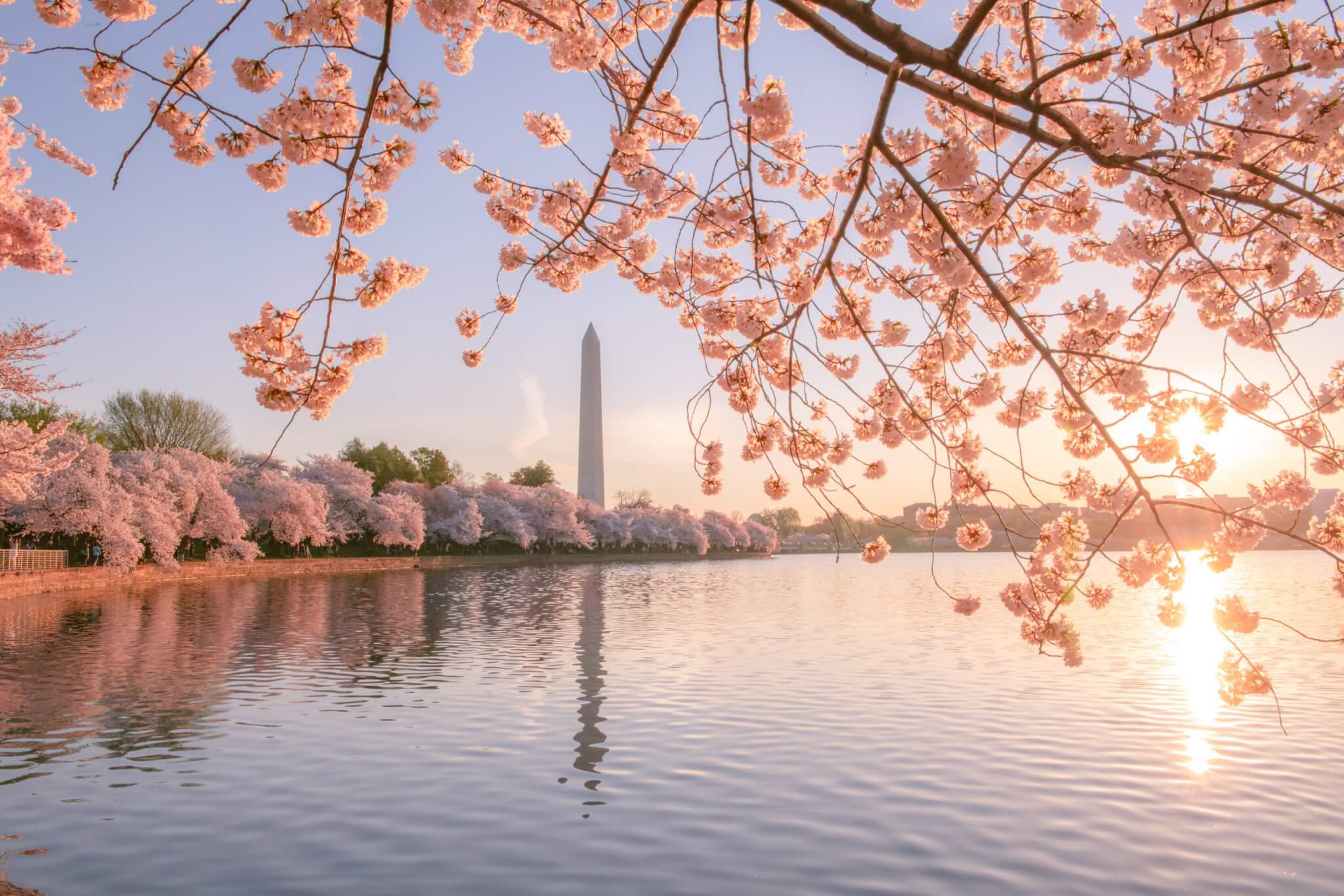 How to See the Washington, D.C., Cherry Blossoms This Year