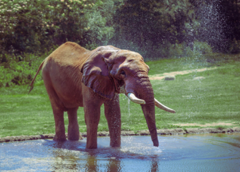 North Carolina Zoo offers ‘unparalleled’ immersive experience for military families