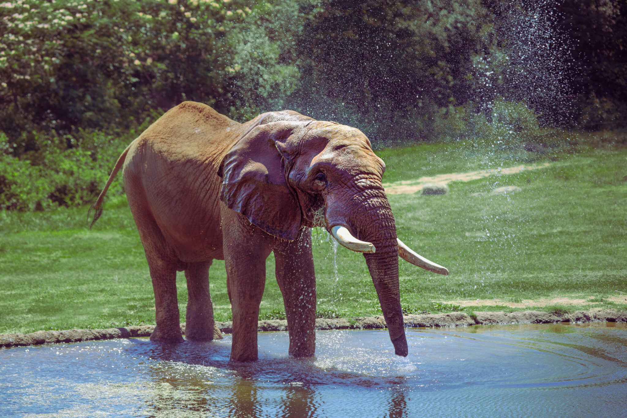 North Carolina Zoo offers ‘unparalleled’ immersive experience for military families