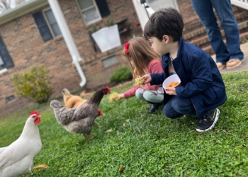 Why this Coast Guard spouse thinks you should consider raising chickens — and how to get started