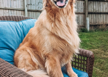 The military life of pets: love, loss and grief