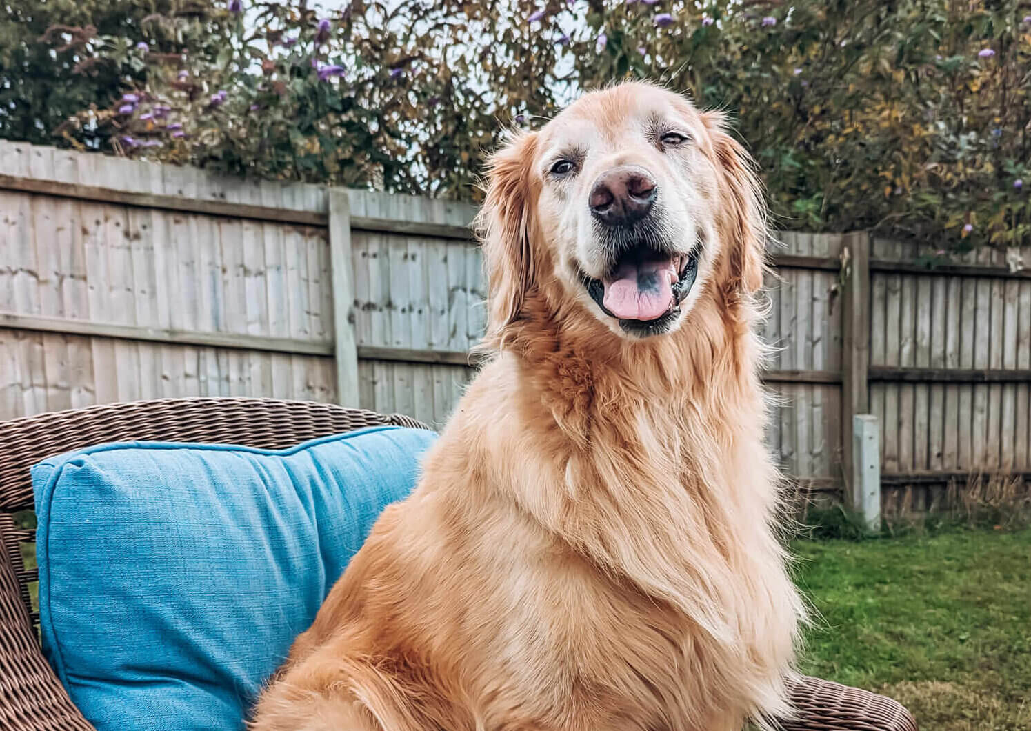 The military life of pets: love, loss and grief