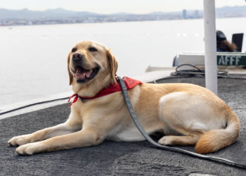 Mutt with a mission: deployed aboard USS Ford