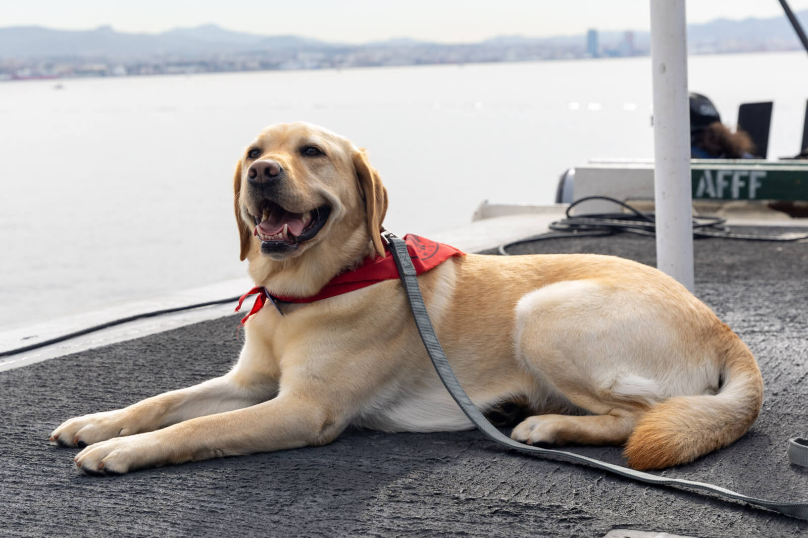 Mutt with a mission: deployed aboard USS Ford 