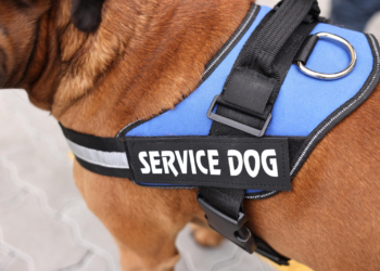 Nonprofit trains service dogs to be ‘tool on the path to recovery’ for veterans