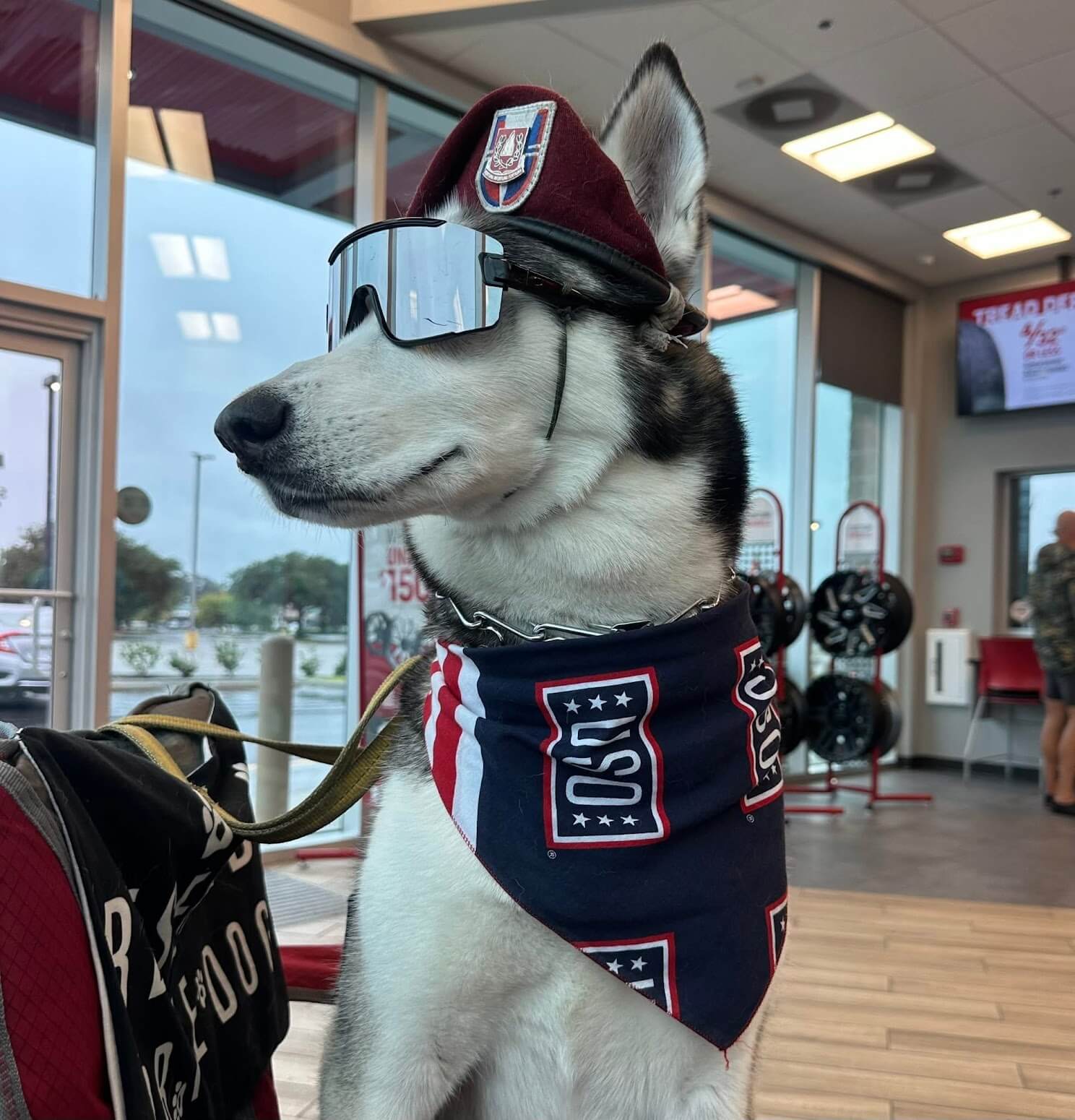 Fort Bragg therapy dog announced as USO Canine Volunteer of the Year